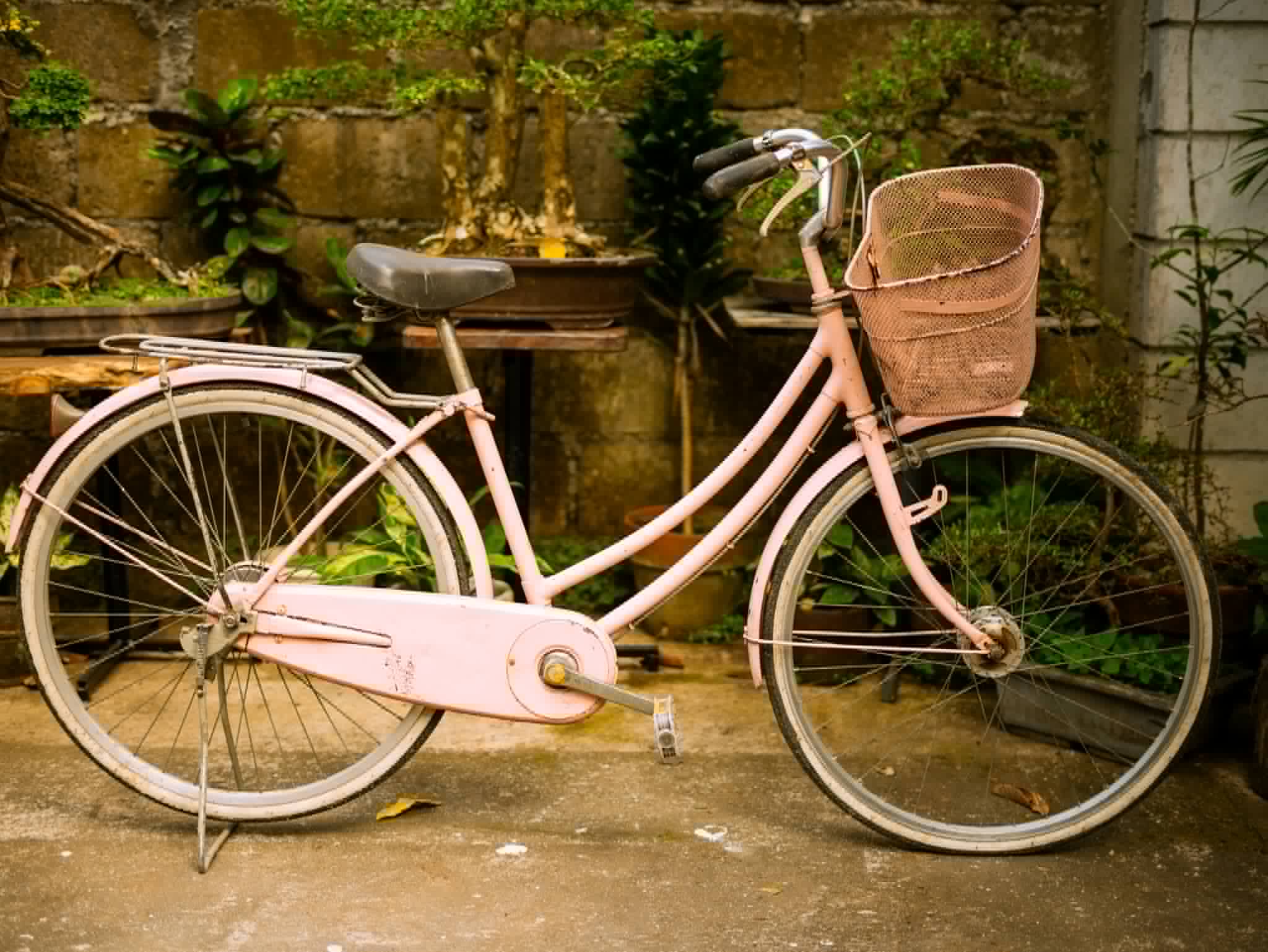 Blush vintage bicycle with a wicker front basket
