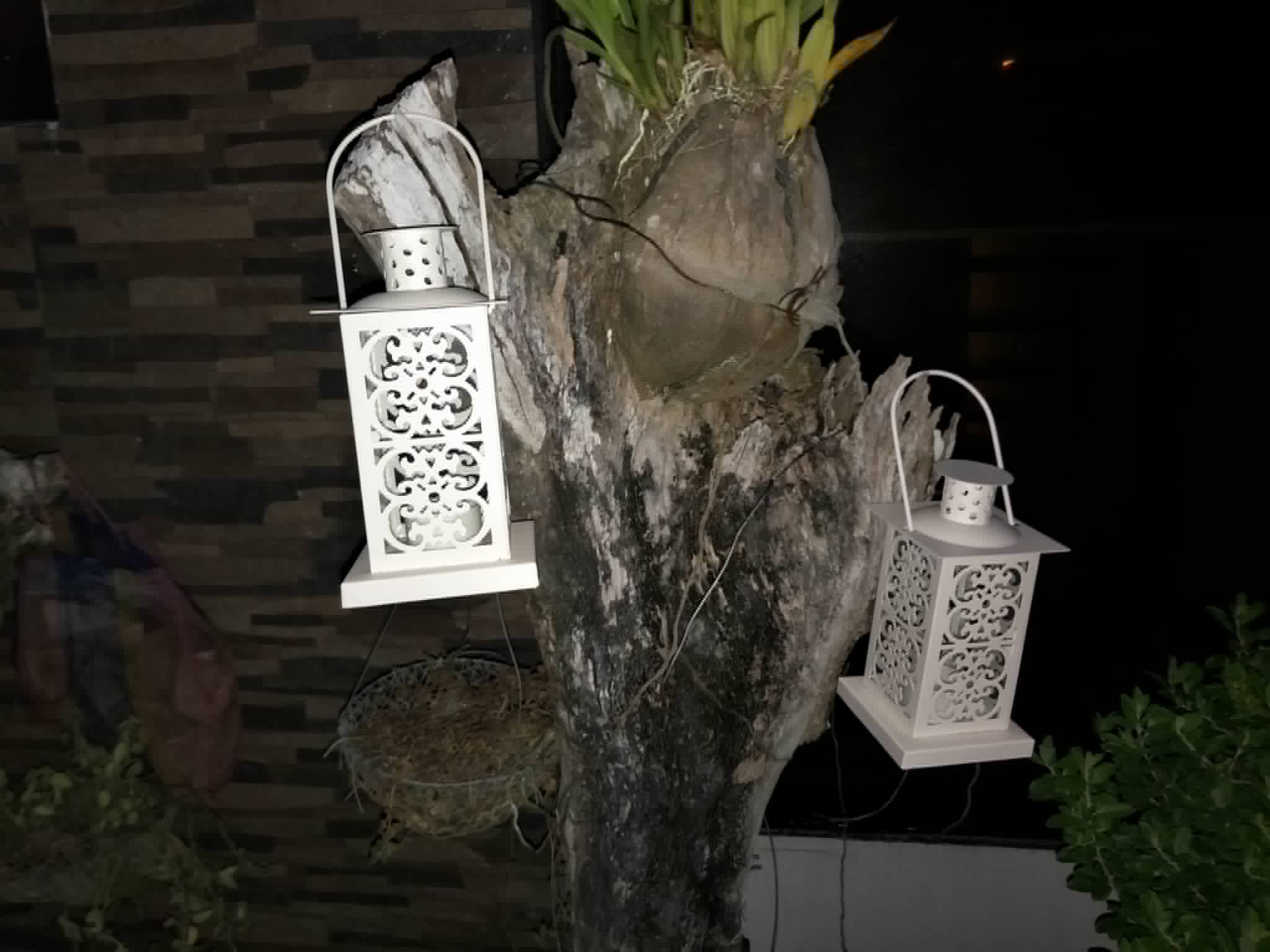 Pair of white filigree lanterns hanging from a tree trunk